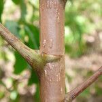 Aralia warmingiana Bark