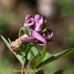 Corydalis intermedia Other