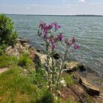 Vernonia fasciculataBlomst