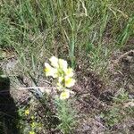 Linaria vulgarisЦвят