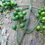 Clavija costaricana Fruit