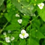 Alisma lanceolatum Flower