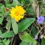 Calendula stellataBlomst