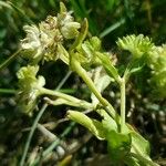 Valerianella eriocarpa 花
