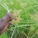 Cyperus macrostachyos Floare