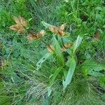 Gentiana purpurea Staniste