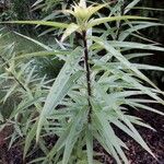 Lilium henryi Leaf