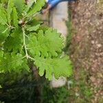 Quercus infectoria 葉
