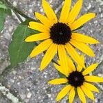 Rudbeckia fulgida Blomma