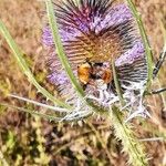 Dipsacus fullonum Kukka