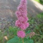 Spiraea douglasiiFleur