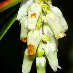 Leucothoe fontanesiana Flower
