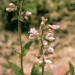 Penstemon canescens 形态