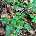 Boquila trifoliolata Leaf