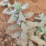 Ajuga integrifolia List