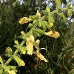 Salvia glutinosa Virág
