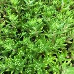 Sedum sarmentosum 葉