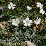 Cerastium gibraltaricum Hábito