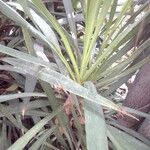 Dracaena draco 叶