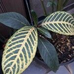 Sanchezia nobilis Folha