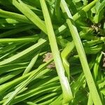 Scilla hyacinthoides Leaf