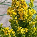 Solidago sempervirens Flor