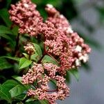 Viburnum rugosum Floare