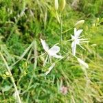 Anthericum ramosumFloro