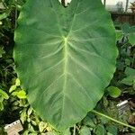 Colocasia gigantea Leaf