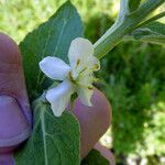 Verbascum × thapsi 花