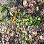 Solidago caesia Habit