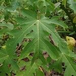 Carica papaya Leaf