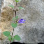 Scutellaria drummondii Yeri