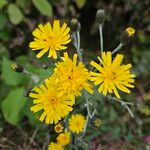 Hieracium sabaudum Žiedas