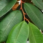 Chrysophyllum cainito Hoja
