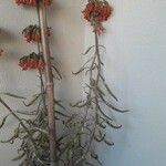 Kalanchoe delagoensisKvět