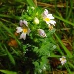 Euphrasia officinalis Virág