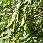 Fraxinus angustifolia Плід