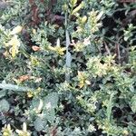 Genista pilosa ᱛᱟᱦᱮᱸ