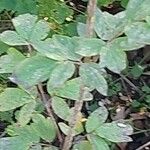 Thalictrum flavum Leaf