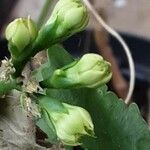 Pelargonium zonale 花