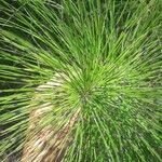 Equisetum telmateia Hoja