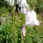 Campanula barbataFloro