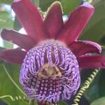 Passiflora quadrangularis Floare