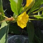 Oenothera parvifloraFlower