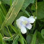 Viola striata Flor