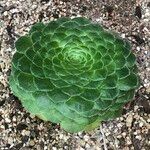 Aeonium tabulaeforme Хабит