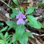 Cynorkis purpurascens Virág