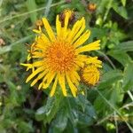 Pentanema salicinum Flower