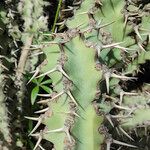 Euphorbia caerulescens Leaf